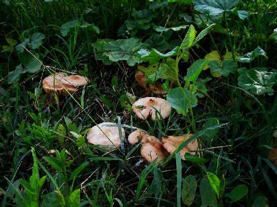 Nel giardino di Fior............